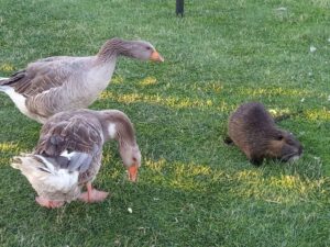 В популярном яхт-клубе Днепра появился новый зверек (фото)