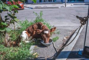 В Днепре иностранка бросила на улице теленка (фото)