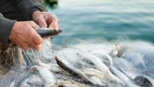 В Украине значительно выросли штрафы за незаконный вылов рыбы
