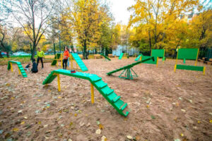 собаки