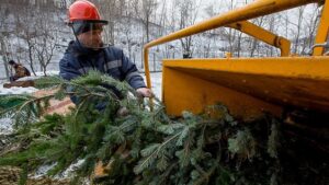 Куда в Днепре можно сдать живую елку после праздников: адреса