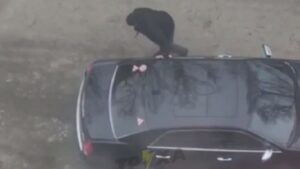 В Днепре разъяренный мужчина громил и бросал камни в чужую машину