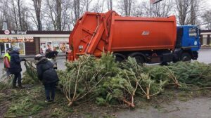 В Одессе на улицах оставили более 2,5 тысяч облитых соляркой хвойных деревьев