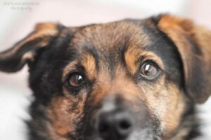 В Кривом Роге живодер задушил собаку женскими колготками