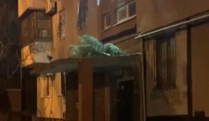 В Днепре из окна многоэтажки выбросили елку