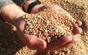 Росія створила світову продовольчу кризу для покращення позицій на переговорах