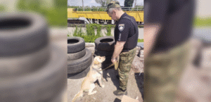 В Днепре на автовокзале служебный пес нашел гранату