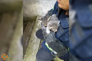 У Дніпрі із зачиненого підвального приміщення врятували кошенят