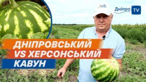 “Дніпровський кавун не поступається херсонському” – фермер з Дніпровського району