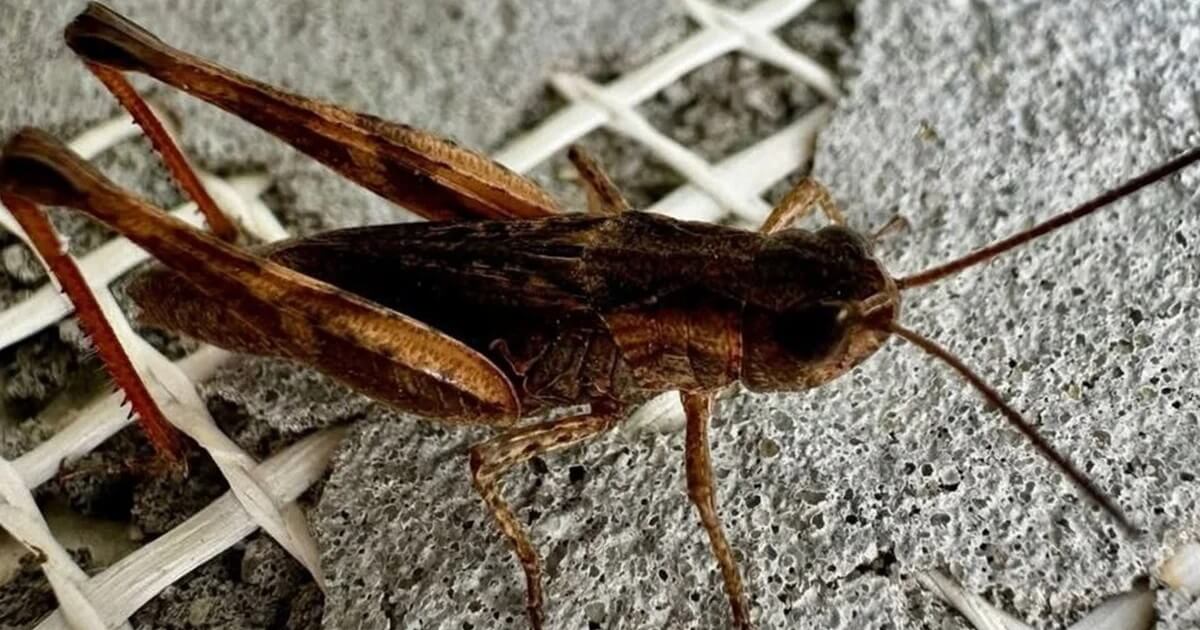 Масове поширення сарани в південних областях України