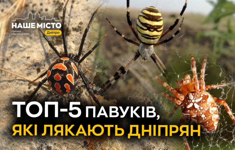 ТОП-5 павуків, що лякають жителів Дніпра