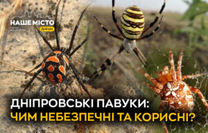 Павуки Дніпропетровщини: що варто знати