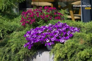 Народні прикмети, забобони, посівний календар на 9 липня