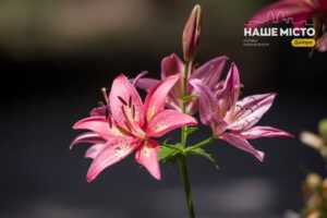 Що не можна робити 1 липня: народні прикмети
