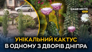 Від смітника до символу затишку: історія кактуса у Дніпрі