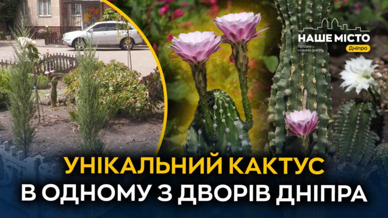 Від смітника до символу затишку: історія кактуса у Дніпрі