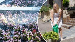 Дніпряни перетворюють свої двори на квітучі оази