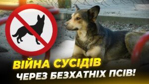 Конфлікти через бездомних собак у Дніпрі загострились