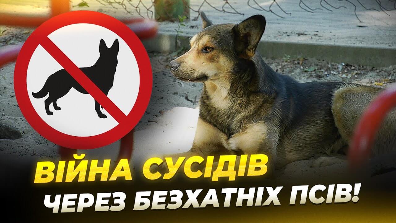 Конфлікти через бездомних собак у Дніпрі загострились