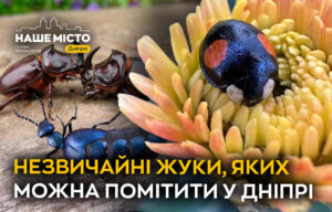 Зустрічайте у дендропарку Дніпра: ТОП-5 незвичайних жуків цього літа