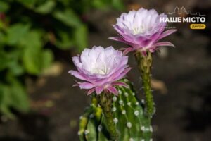 9 серпня – пам’ять святого апостола Матвія: традиції та прикмети