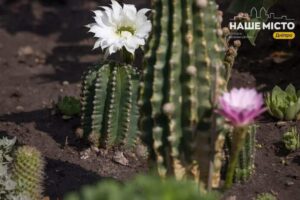 18 серпня: традиції та заборони Дня мучеників Флора та Лавра