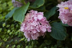 19 серпня: важливі свята та їх традиції