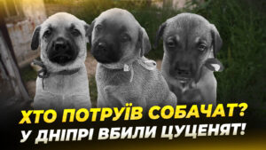Трагедія у Дніпрі: отруєно вісім цуценят