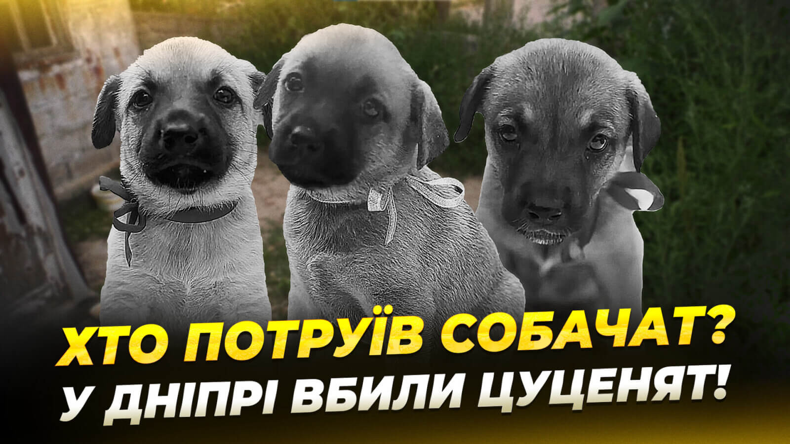 Трагедія у Дніпрі: отруєно вісім цуценят