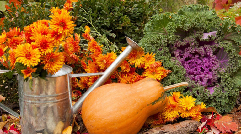 Місячний календар городника: кращий час для посіву у листопаді