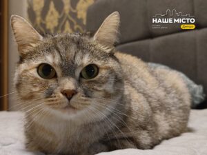Чому ваш кіт спить поруч: наукове пояснення