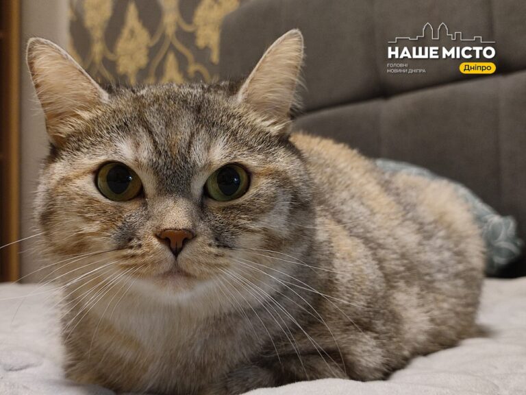 Чому ваш кіт спить поруч: наукове пояснення
