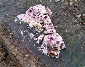 Небезпека для дерев: на Дніпропетровщині знайдено шкідливий гриб