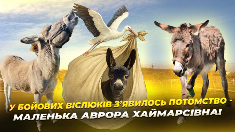 У Дніпропетровщині з’явилося на світ дитинча евакуйованих віслюків