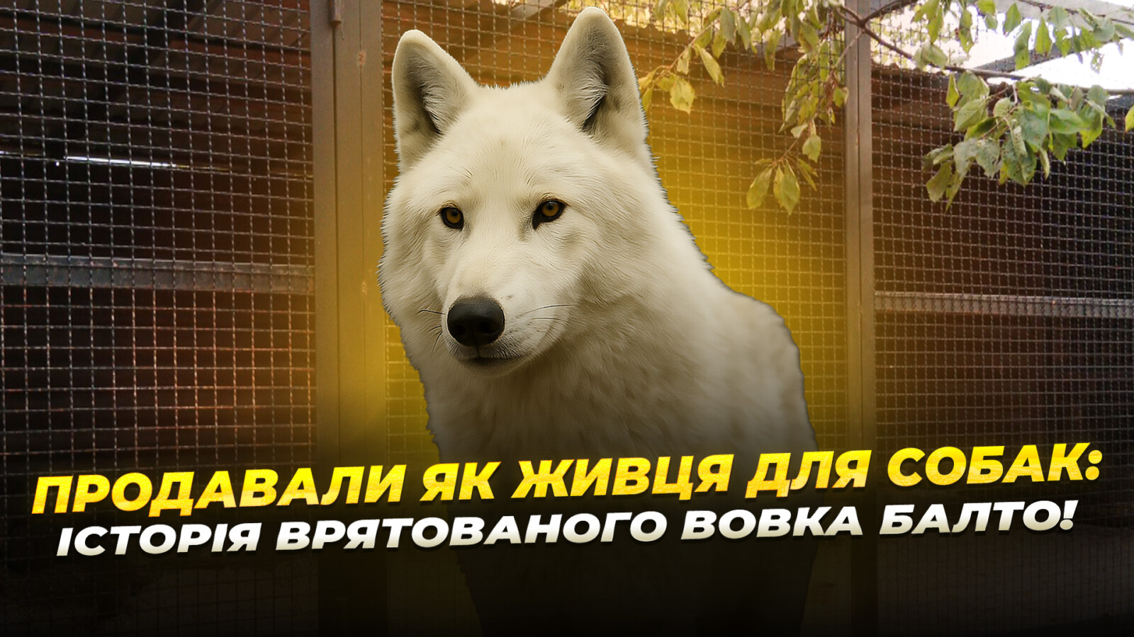 Врятований з Волновахи білий вовк Балто знайшов дім у Дніпропетровщині