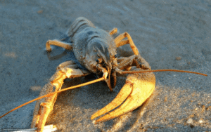 У Дніпрі тимчасово заборонять ловити раків