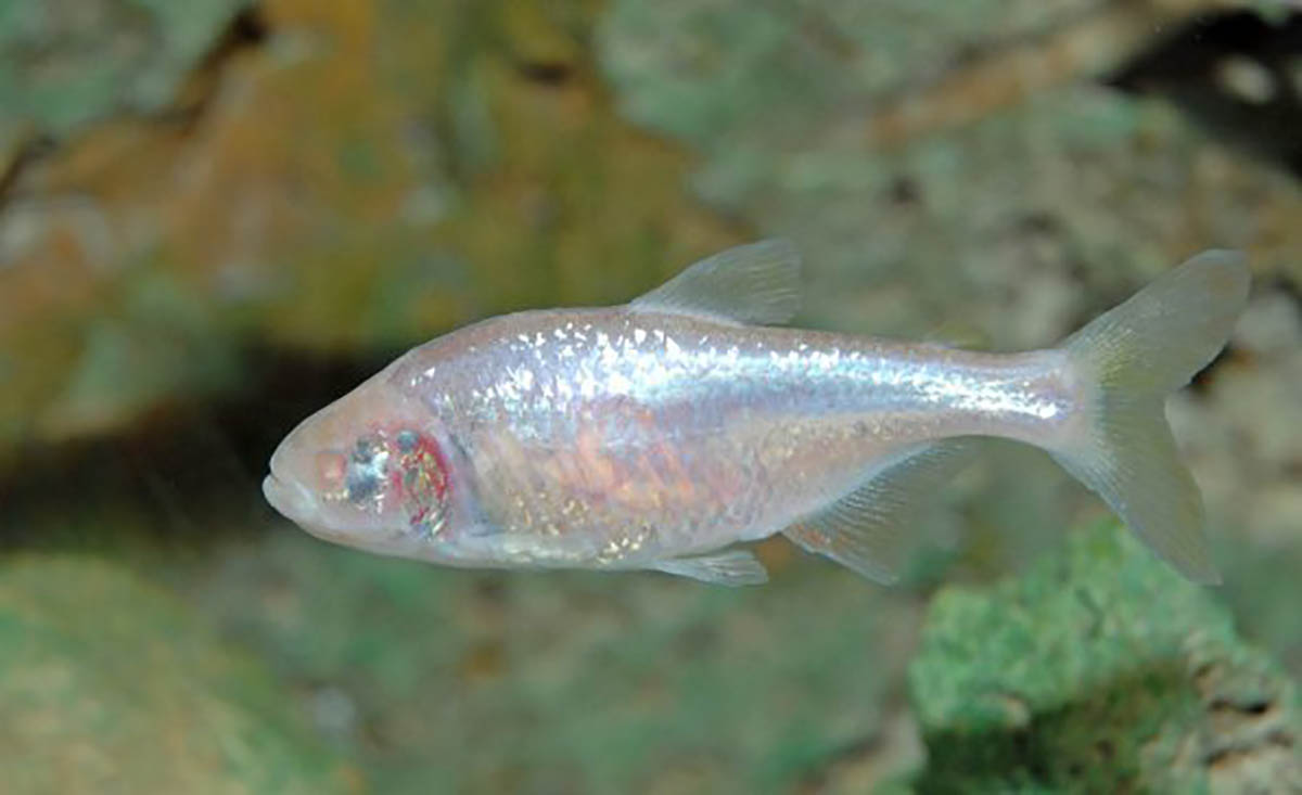 У Дніпровському «Акваріумі» повернулися унікальні сліпі риби