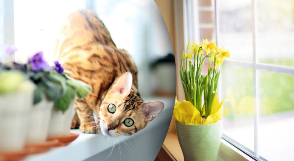 Позбудьтеся злиднів: 5 речей, які варто прибрати з підвіконня