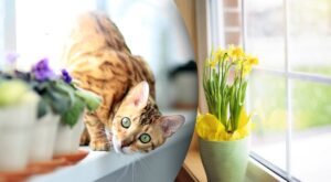 Позбудьтеся злиднів: 5 речей, які варто прибрати з підвіконня