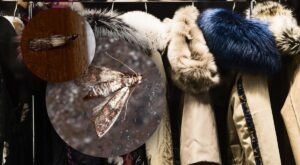 Як захистити одяг від молі: ефективні домашні способи