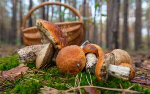 Штраф за незаконний збір грибів: що потрібно знати