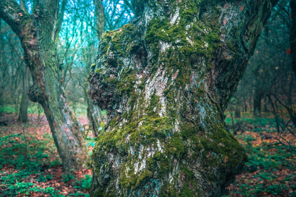 Таємниці осіннього Колонського лісу в Дніпрі