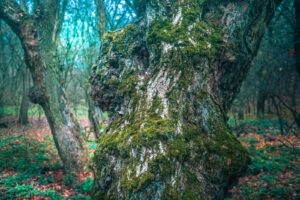 Таємниці осіннього Колонського лісу в Дніпрі