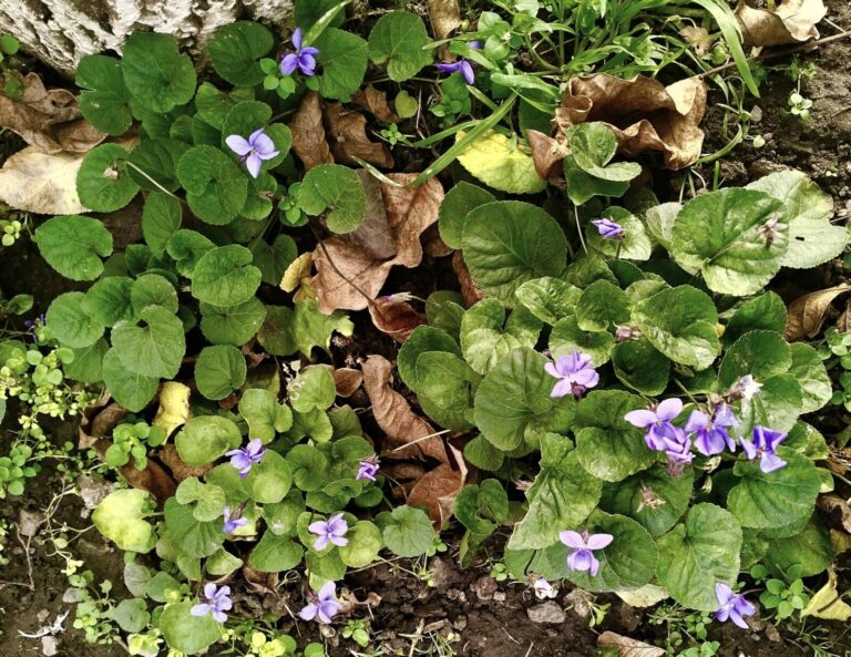 Неочікуване цвітіння: у Дніпропетровській області розквітли фіалки