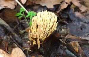 Унікальна знахідка: у лісах під Дніпром виявлено кораловий гриб