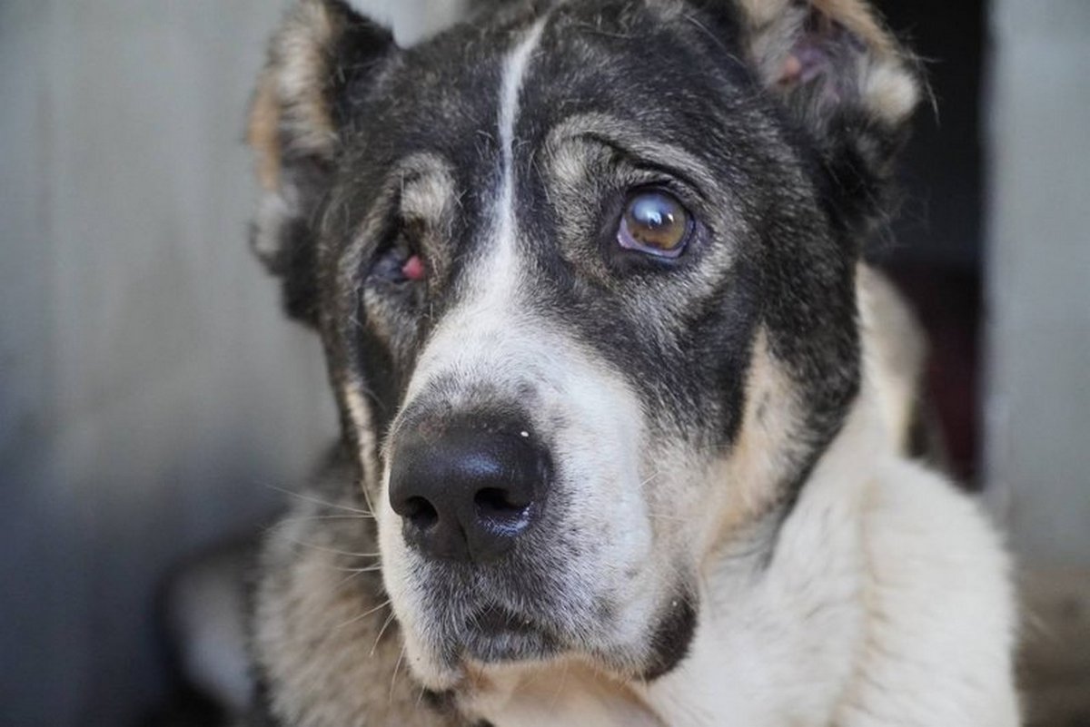 В Дніпрі врятували пораненого алабая з передової