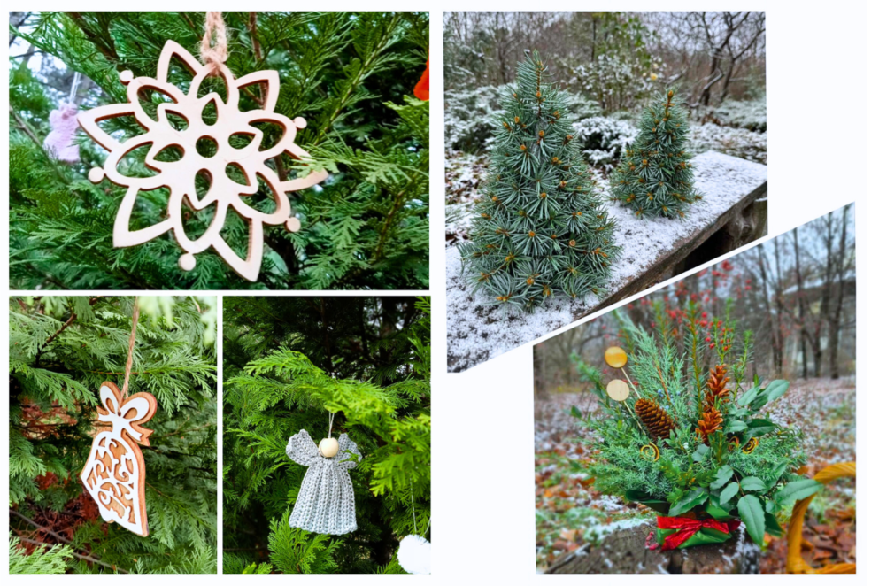 Графік роботи Ботанічного саду в Дніпрі на грудень