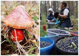 Збір грибів та ягід в лісах України: що потрібно знати?