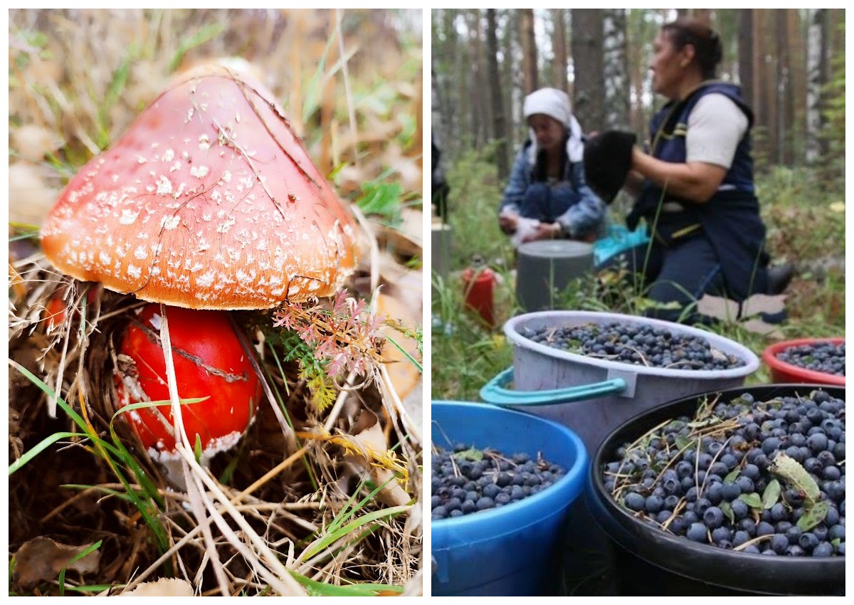 Збір грибів та ягід в лісах України: що потрібно знати?