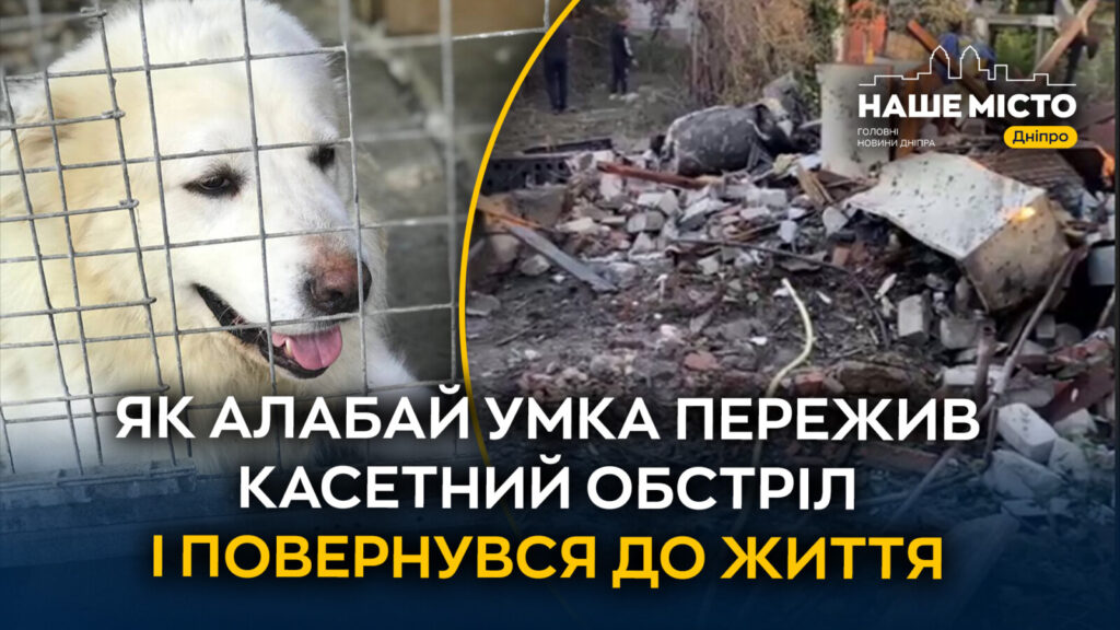 У Дніпрі врятували собаку, постраждалого від обстрілів